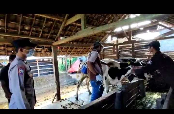Pelaksanaan vaksinasi penyakit mulut dan kuku (PMK) dosis dua di wilayah Kecamatan Ngantang, Kabupaten Malang, Jawa Timur/Dok. Polres Batu.