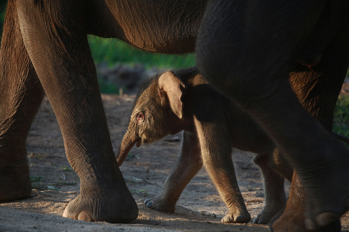Bayi Gajah Jantan Lahir di Lembaga Konservasi Lembah Hijau Bandar Lampung