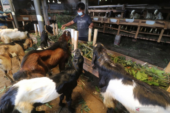 7 Kambing Terinfeksi PMK di Bandar Lampung Dikarantina