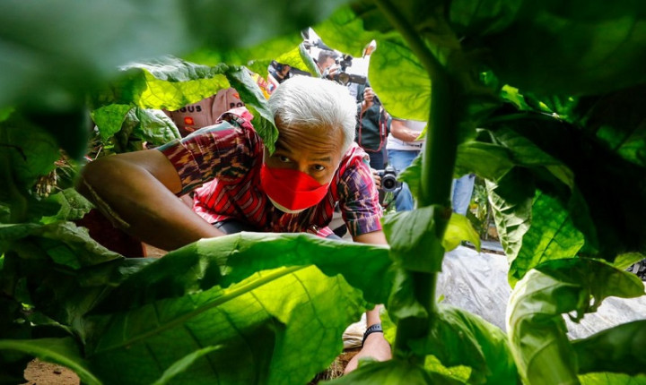 Panen Raya Tembakau, Ganjar Minta Penyuluh Pertanian Mendampingi Petani