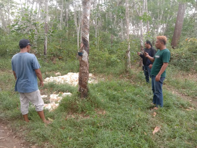 Ratusan Ekor Bangkai Ayam Ditemukan di Perkebunan Karet