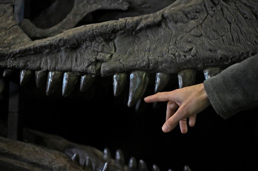 Ilmuwan Temukan Fosil Dinosaurus Kecil di Argentina
