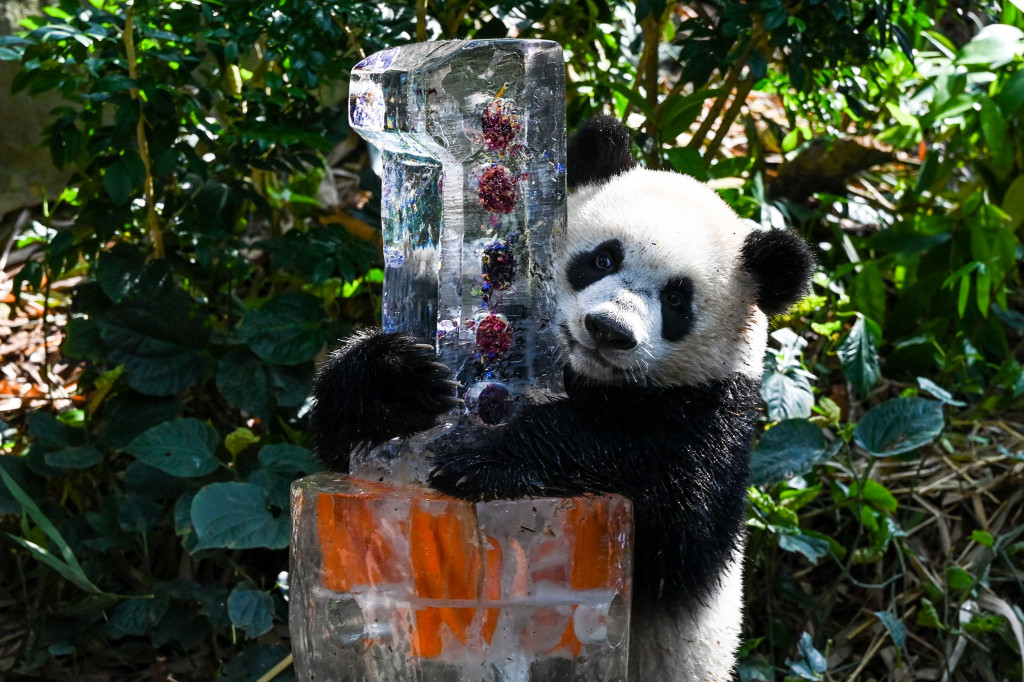 Gemas! Panda Kelahiran Singapura akan Rayakan Ulang Tahun yang Pertama