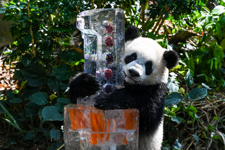 Gemas! Panda Kelahiran Singapura akan Rayakan Ulang Tahun yang Pertama