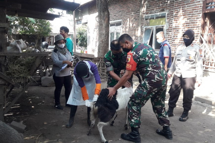 Antisipasi PMK, Ratusan Hewan Ternak di Porong Sidoarjo Divaksin Booster