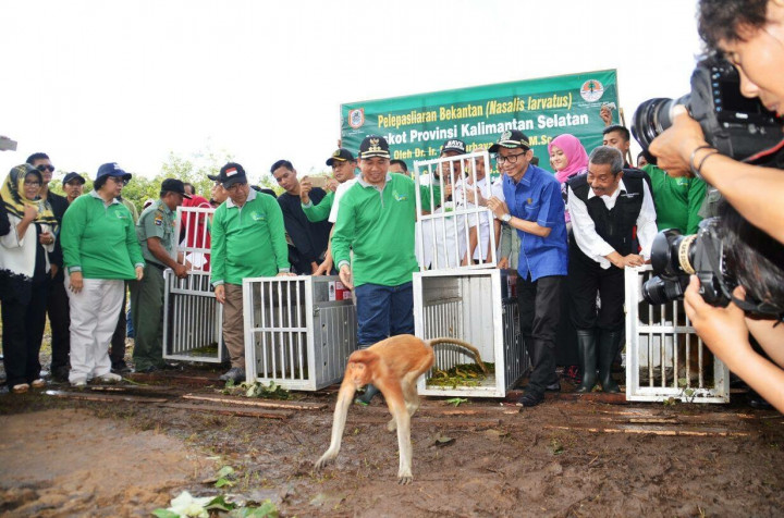 Selamatkan Bekantan dari Kepunahan, Amalia Rezeki Gandeng BenihBaik