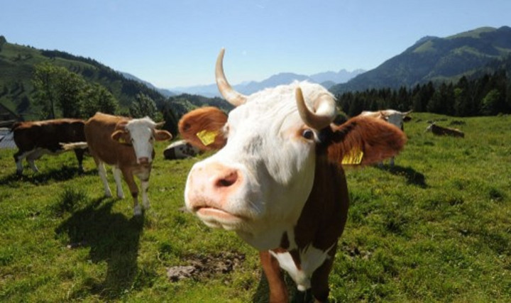 Tentara Swiss Angkut Air untuk Hewan yang Kehausan di Padang Rumput Alpen