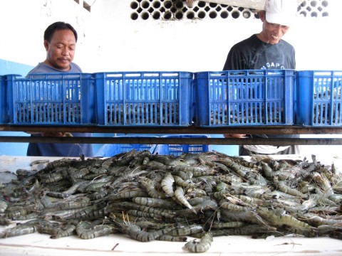 Asosiasi Minta Pemerintah Sederhanakan Izin Usaha Tambak Udang Asosiasi Minta Pemerintah Sederhanakan Izin Usaha Tambak Udang