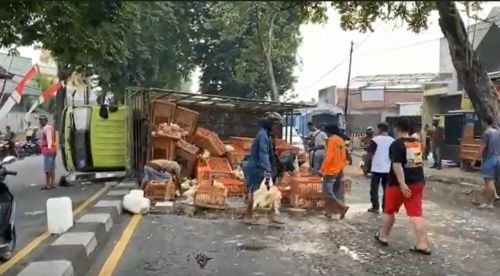 Truk Pengangkut Ternak Terguling, Ribuan Ayam Berhamburan Bikin Macet