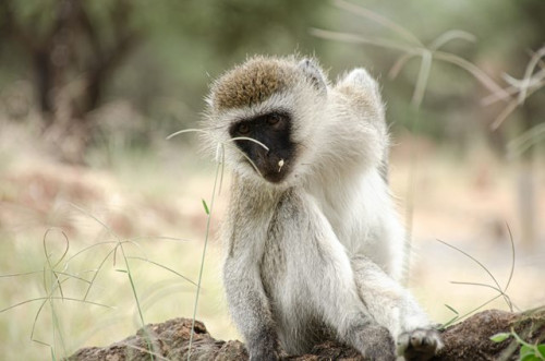WHO mengatakan akan mengganti nama monkeypox. (Foto: Ilustrasi/Pexels.com)