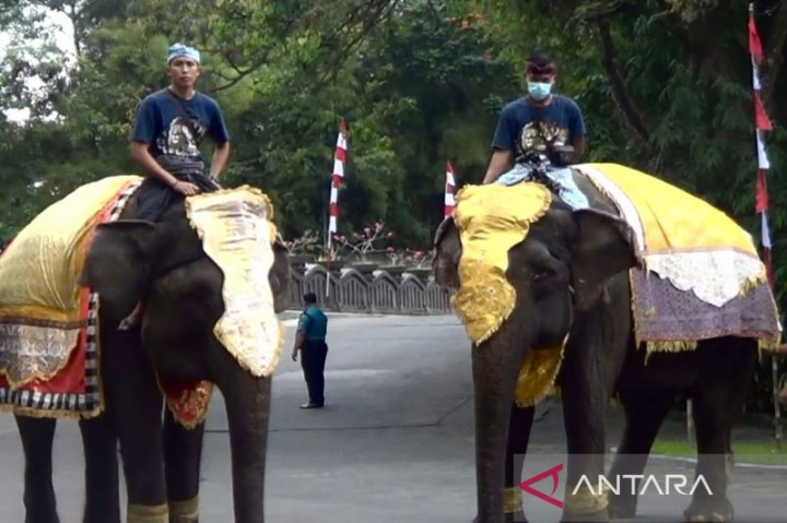 Gajah Hingga Trenggiling Ikut Upacara HUT ke-77 RI di Bali