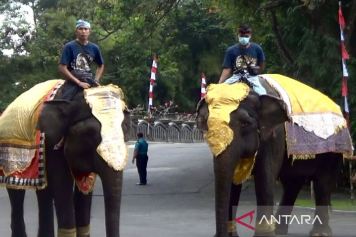 Gajah Hingga Trenggiling Ikut Upacara HUT ke-77 RI di Bali Gajah Hingga Trenggiling Ikut Upacara HUT ke-77 RI di Bali