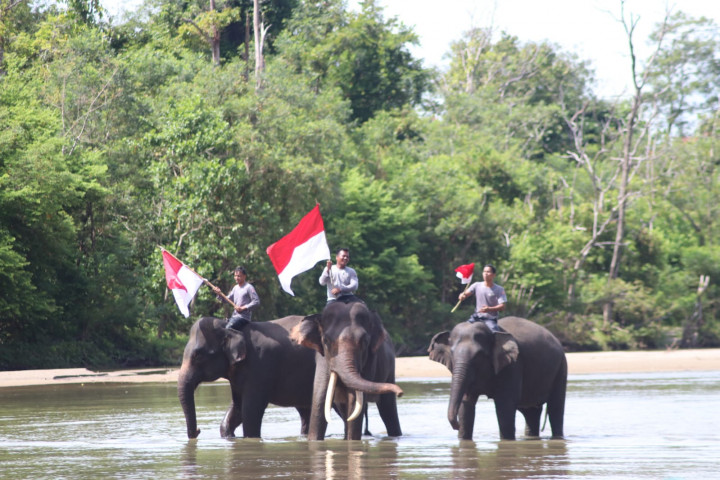 Gajah Sumatra di CRU Aceh Ikut Pengibaran Bendera Merah Putih