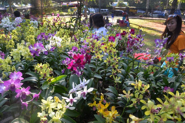 Flora dan Fauna di Indonesia Beragam, Ini 4 Faktor yang Memengaruhi Persebarannya