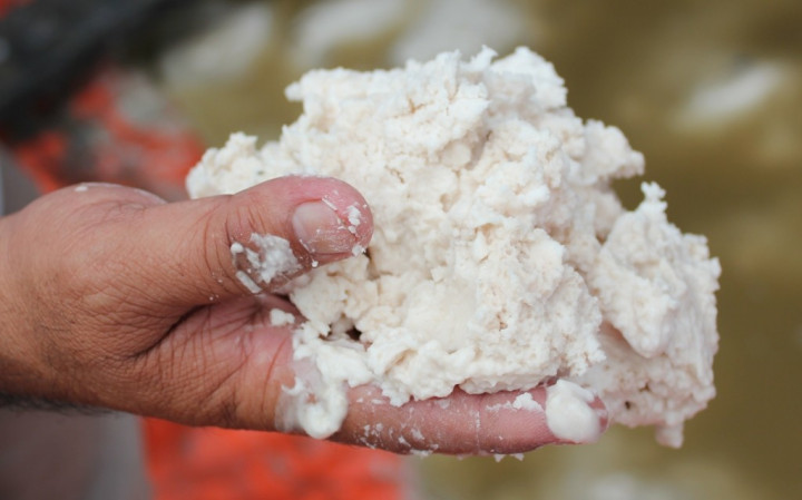 Bulog Berencana Bangun Pabrik Sagu sebagai Pengganti Gandum