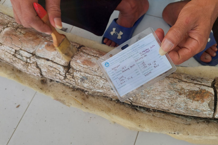 Wujud Fosil Gading Gajah Purba yang Ditemukan di Situs Patiayam