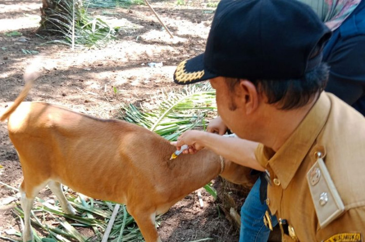 Kasus PMK di Mukomuko Bertambah Jadi 767 Ekor