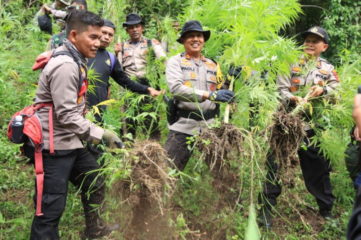 Dua Hektare Ladang Ganja di Pidie Dimusnahkan