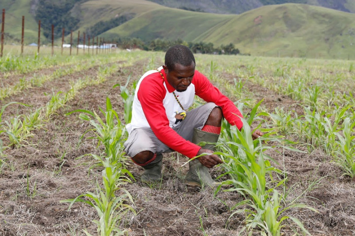 Papua Muda Inspiratif Inisiasi Menanam Jagung di Lembah Kebar