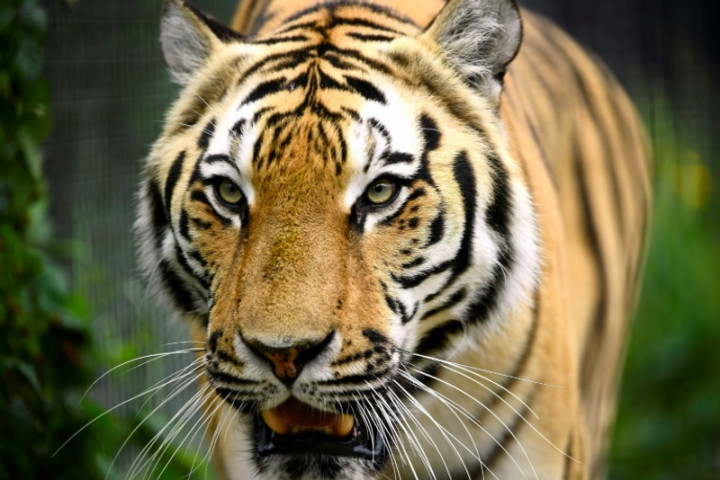 Karyawan Perkebunan di Riau Tewas Dimangsa Harimau Karyawan Perkebunan di Riau Tewas Dimangsa Harimau