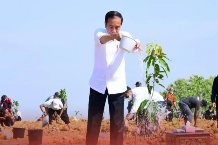 Jokowi Luncurkan Lumbung Pangan Berbasis Mangga di Gresik