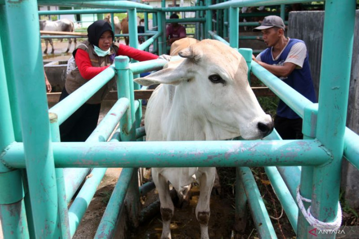 Ketersediaan Vaksin PMK di Padang Belum Mencukupi