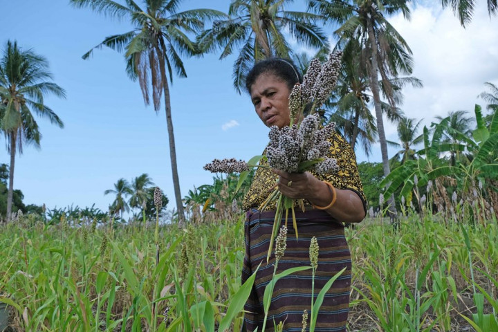 Tekan Impor Gandum, Jokowi Minta Anggota Kadin Tanam Sorgum di NTT