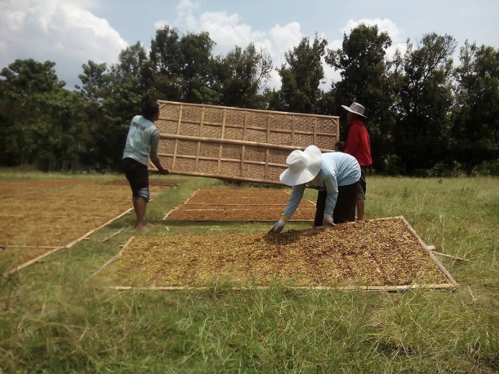 Rencana Kenaikan Cukai Rokok Diminta Tak Merugikan Petani Tembakau