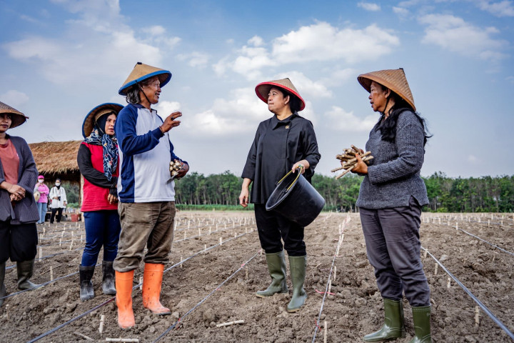 Tinjau Pertanian di Tulang Bawang, Puan Tanam Singkong Bareng Petani