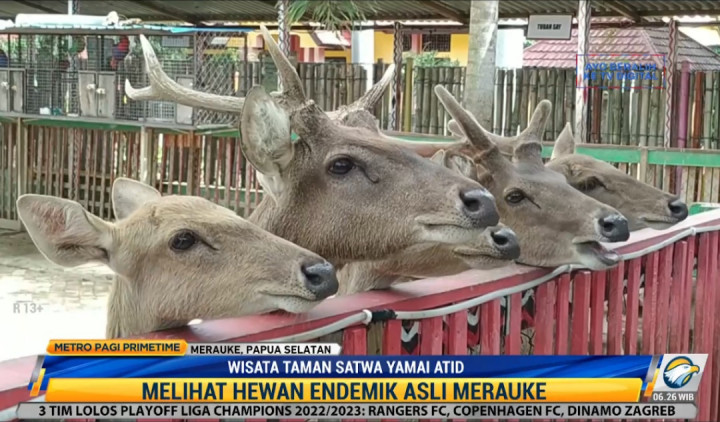 Berkunjung ke Taman Satwa Yamai Atid Merauke, Tempat Hewan Endemik Papua Dirawat