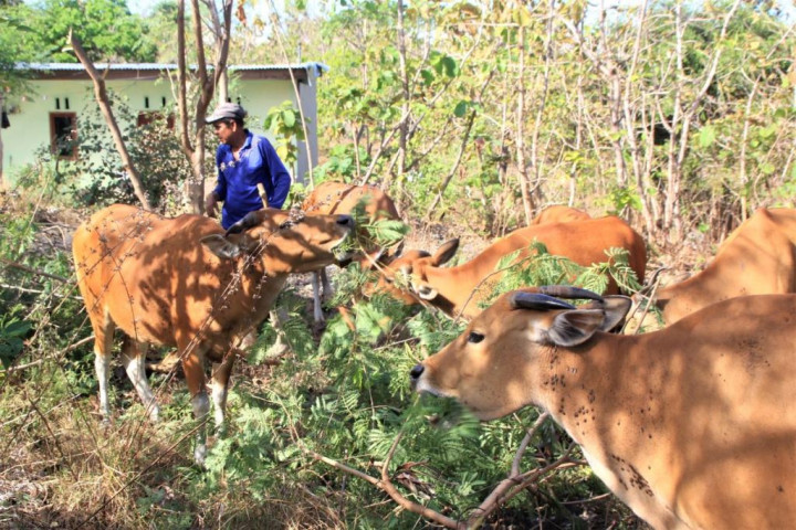 Perlu Ada Regenerasi, RI Krisis Peternak Muda!