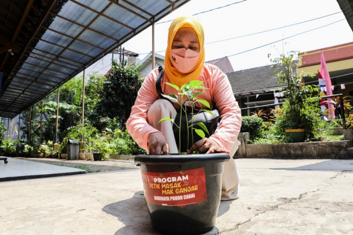 Kuatkan Ketahanan Pangan, 1.500 Pohon Cabai Disebar di Jaktim