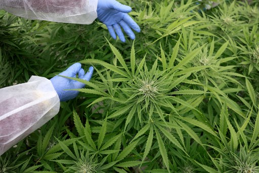 Malaysia akan Putuskan Penggunaan Ganja untuk Medis Akhir Tahun Ini