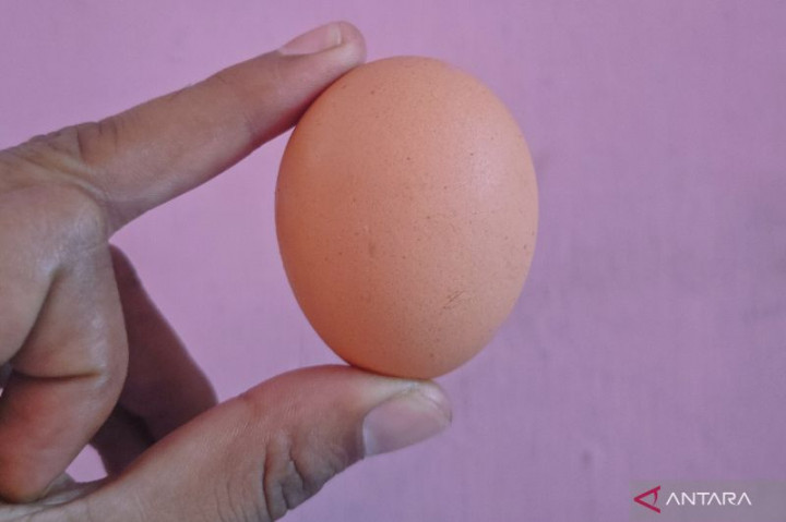 Stok Cukup, Harga Telur Ayam di Kalsel Tetap Naik