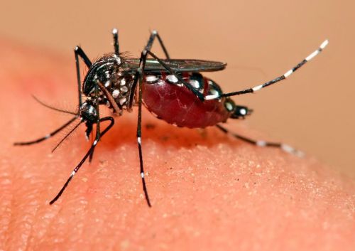 Kasus DBD di Tuban Tinggi, 155 Dirawat dan 3 Meninggal