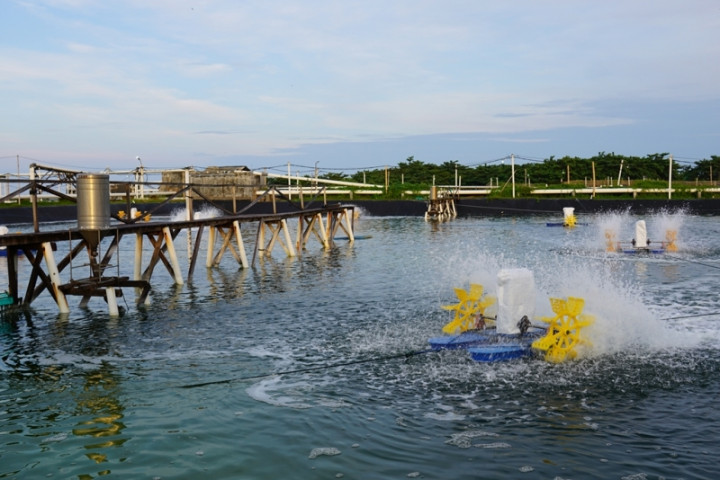 Komunitas Pesisir Nelayan Dibidik Tingkatkan Kemampuan Budi Daya Udang