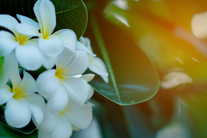 Tak Hanya sebagai Hiasan Dekoratif, 5 Tanaman Ini Bisa Kamu Jadikan Pengharum Ruangan