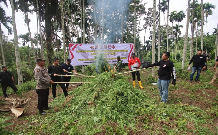 Temuan 3 Hektare Ladang Ganja di Aceh Utara Dimusnahkan
