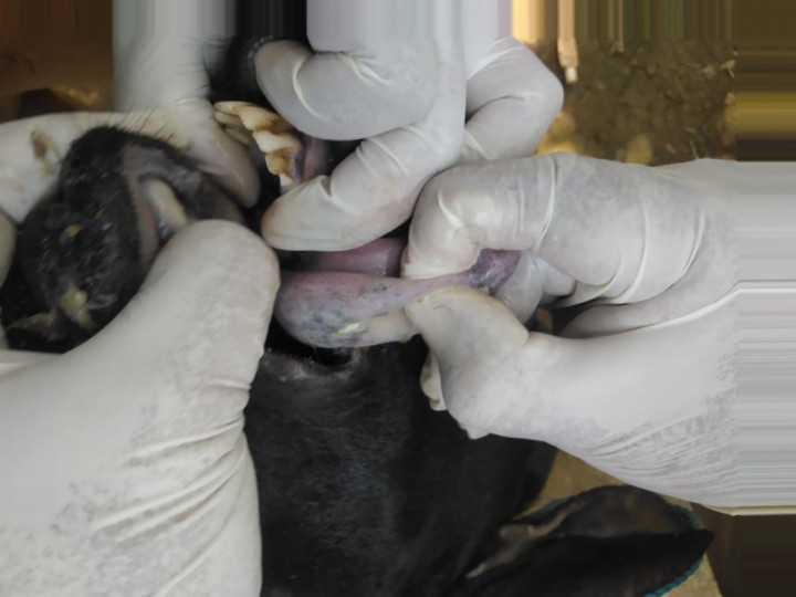 Kambing Program Pemberdayaan Masyarakat di Jepara Terjangkit PMK