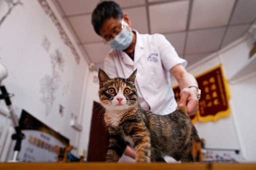 Polisi Tiongkok Selamatkan 150 Kucing Disantap di Meja Makan