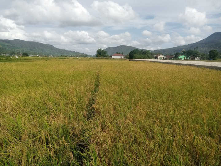 Awas! Fenomena La Nina Mengancam Produksi Pertanian Indonesia