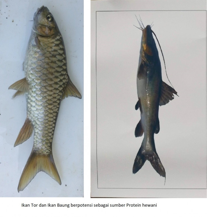 BRIN: Pengembangan Ikan Lokal untuk Bangun Kemandirian Protein Hewani Nasional