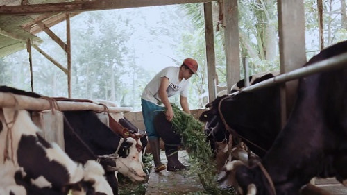 Selama wabah PMK, KSG rutin memberikan edukasi kepada para peternak sapi. (Foto: Dok. Greenfields)