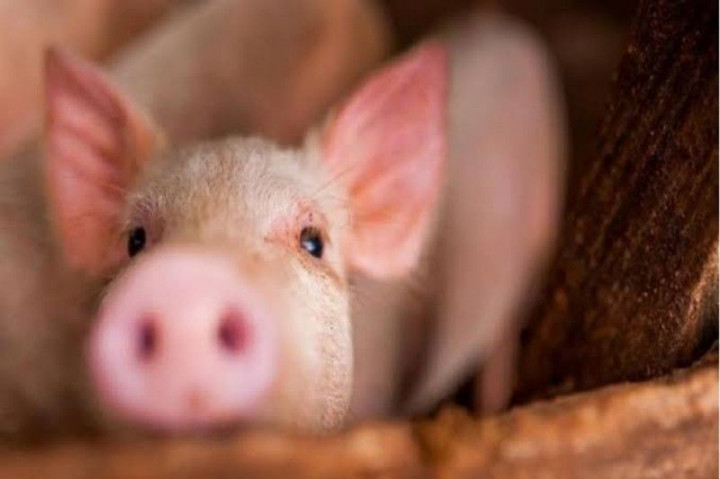 Pengawasan Lalu Lintas Hewan Ternak di Sumut Diperketat