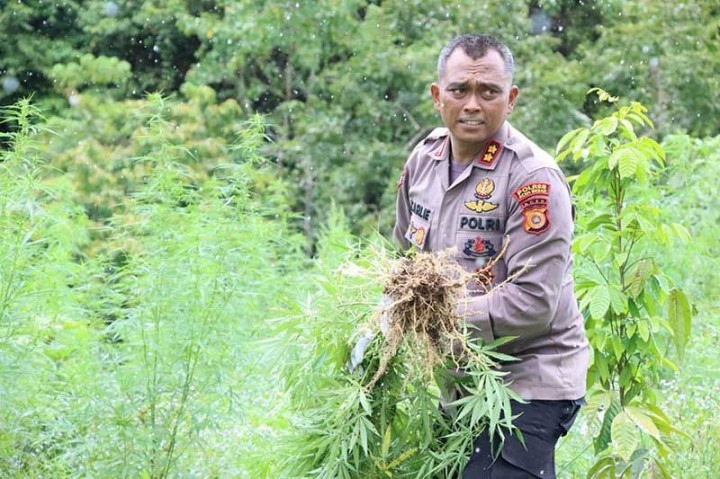 Polres Aceh Besar Musnahkan 4 Hektare Ladang Ganja