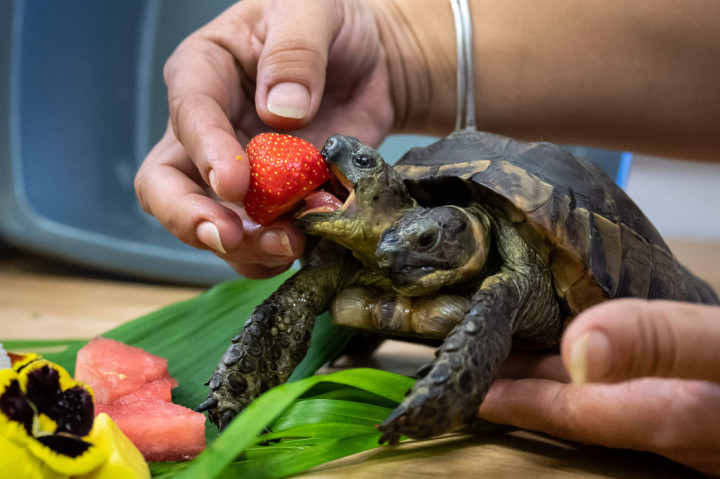 Melihat Perawatan Kura-kura Berkepala Dua di Museum Yunani