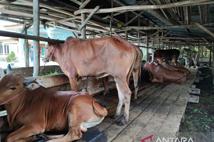 3.638 Sapi di Babel Sembuh dari PMK