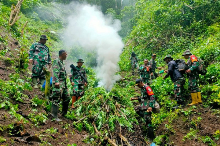 2 Hektare Ladang Ganja Ditemukan di Pegunungan Tangse Aceh
