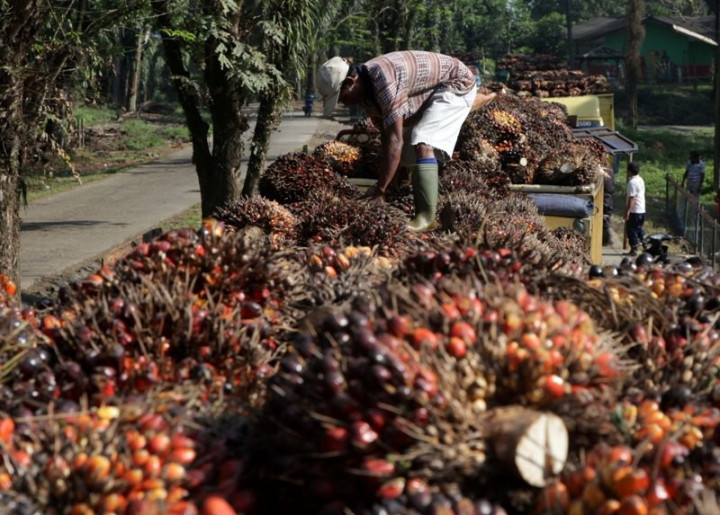 Industrialisasi Solusi Memaksimalkan Kontribusi Sawit di Kalbar