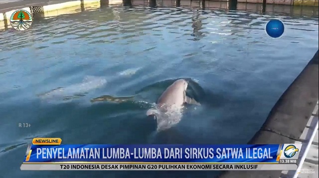 KLHK Lepasliarkan 3 Lumba-Lumba Hidung Botol